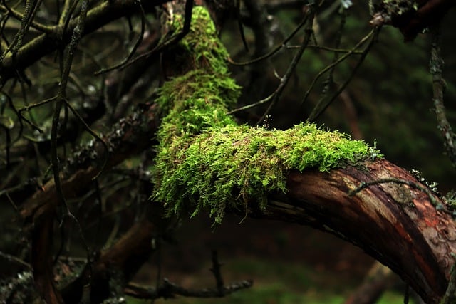 Weed Feed and Moss Killer