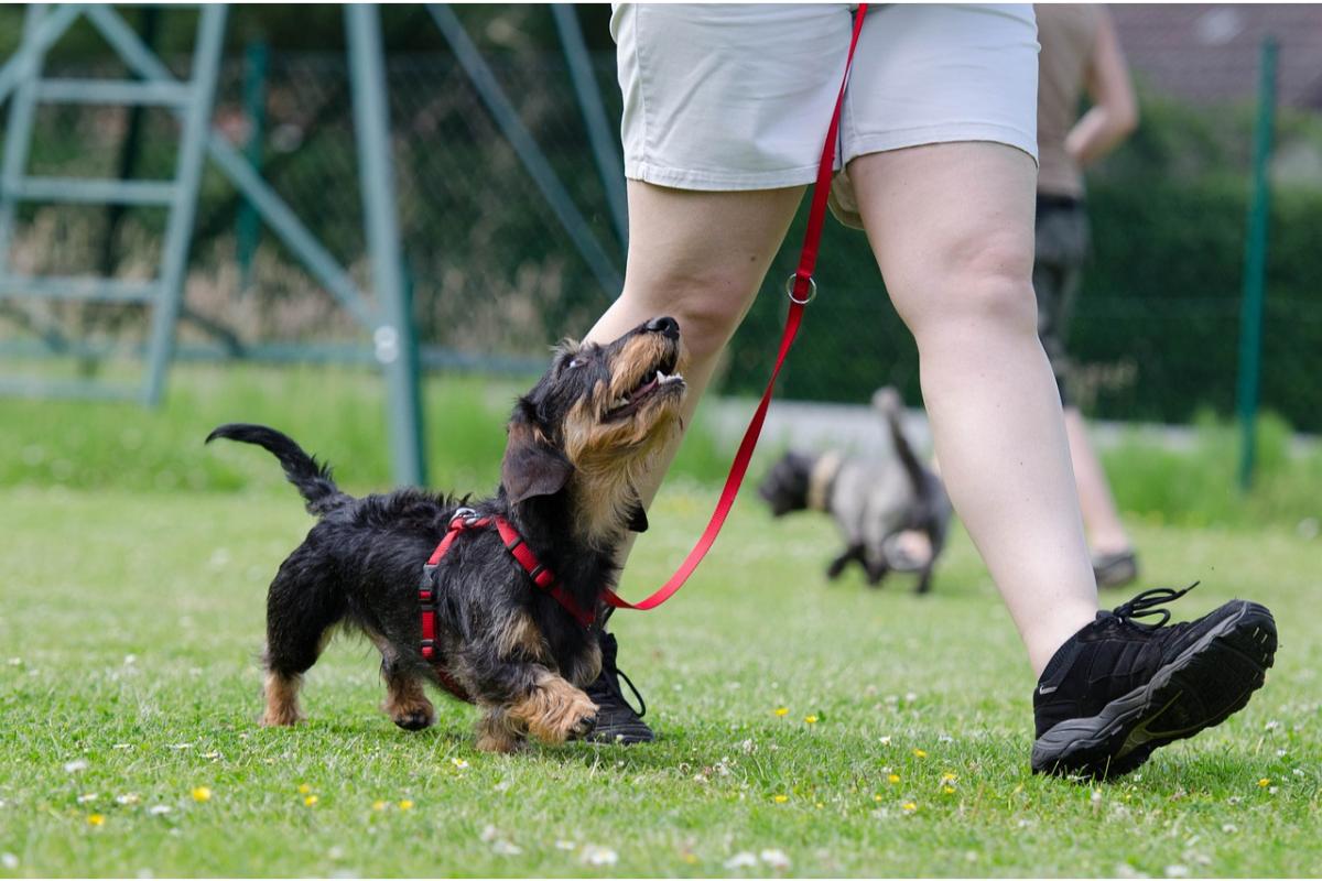 Best dog training collars