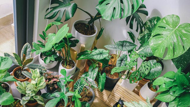 indoor plant decor 